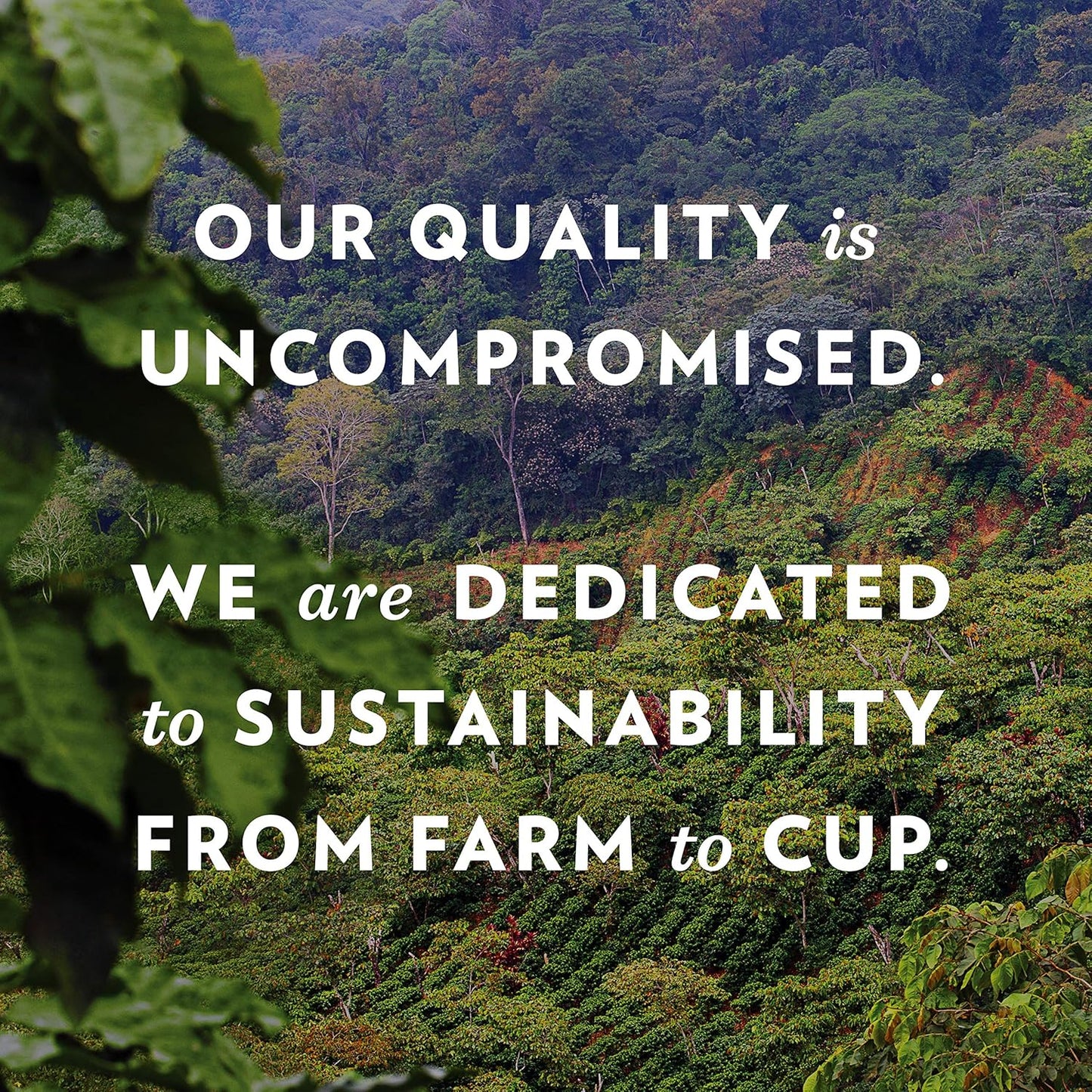 Community Coffee Signature Iced Tea, 24 Family Size Tea Bags, 24 Count Box (Pack of 1)